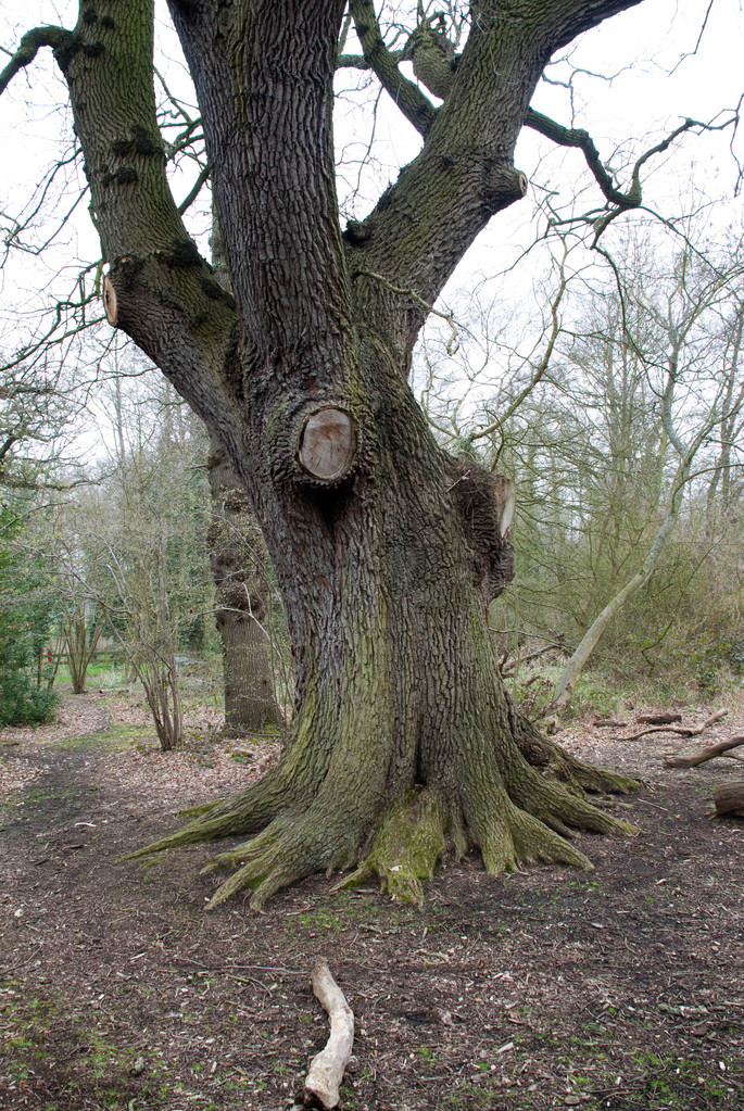 Big tree Big tree