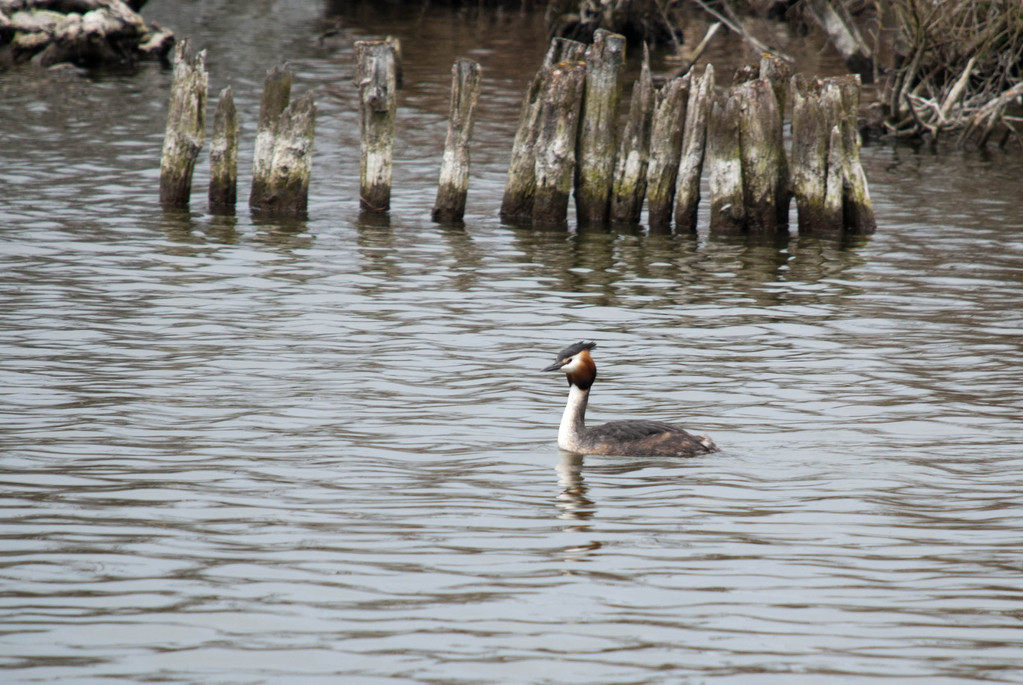 Grebe Grebe