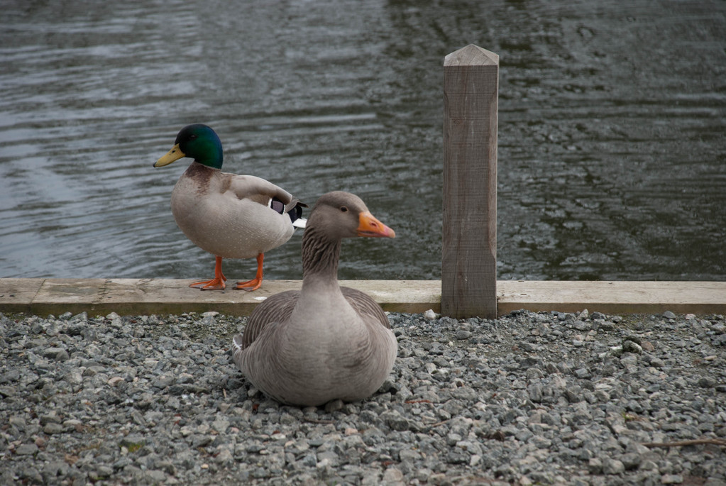 Duck and goose Duck and goose