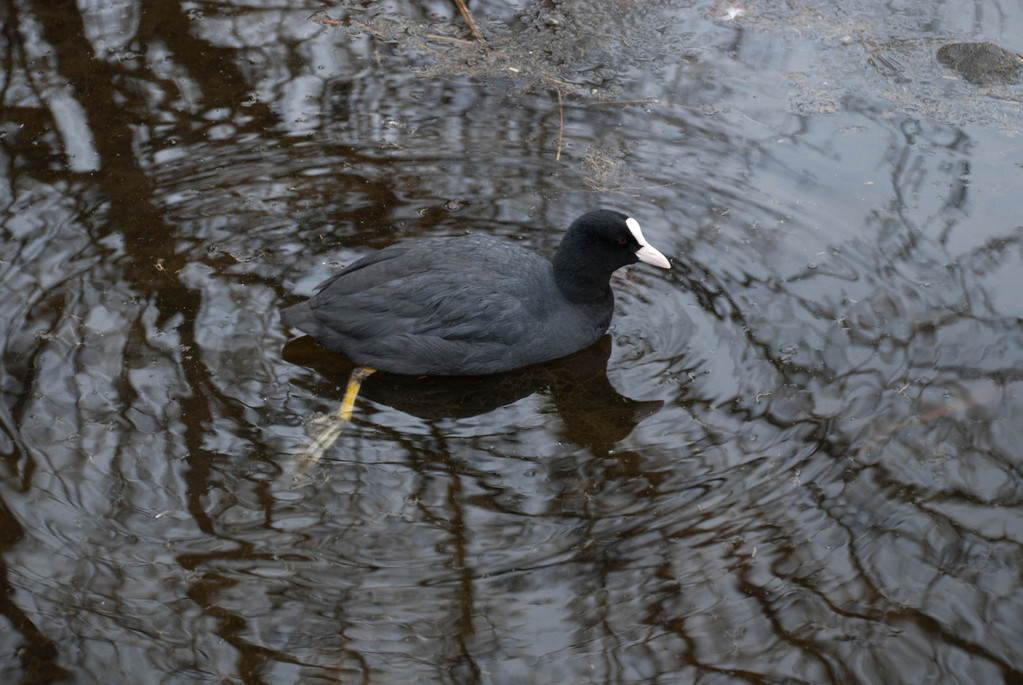 Marsh hen? Marsh hen?