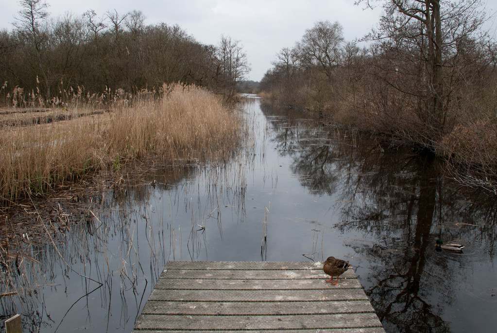 Canal Canal