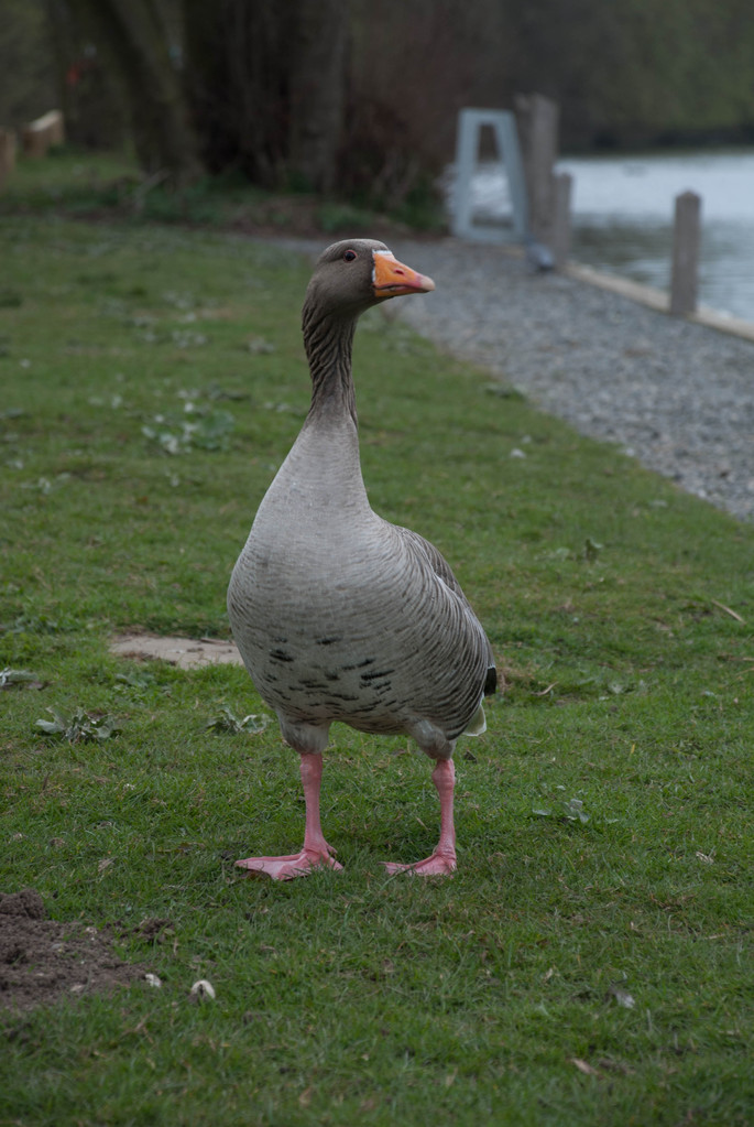 Goose Goose