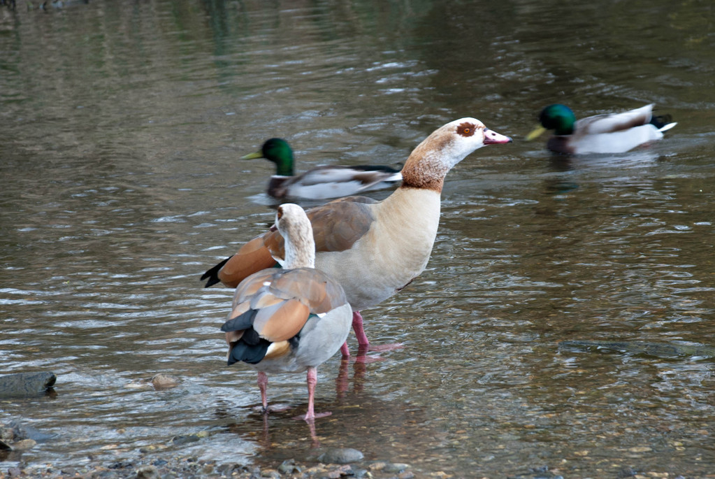 Egyptian geese with ducks Egyptian geese with ducks