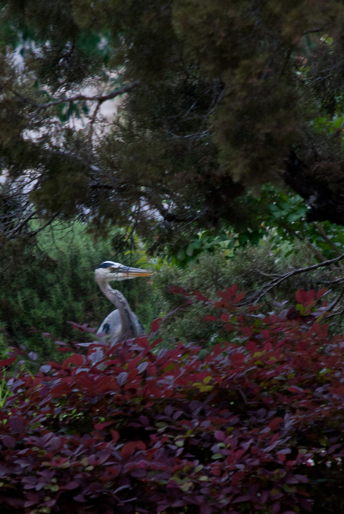Great blue heron Great blue heron