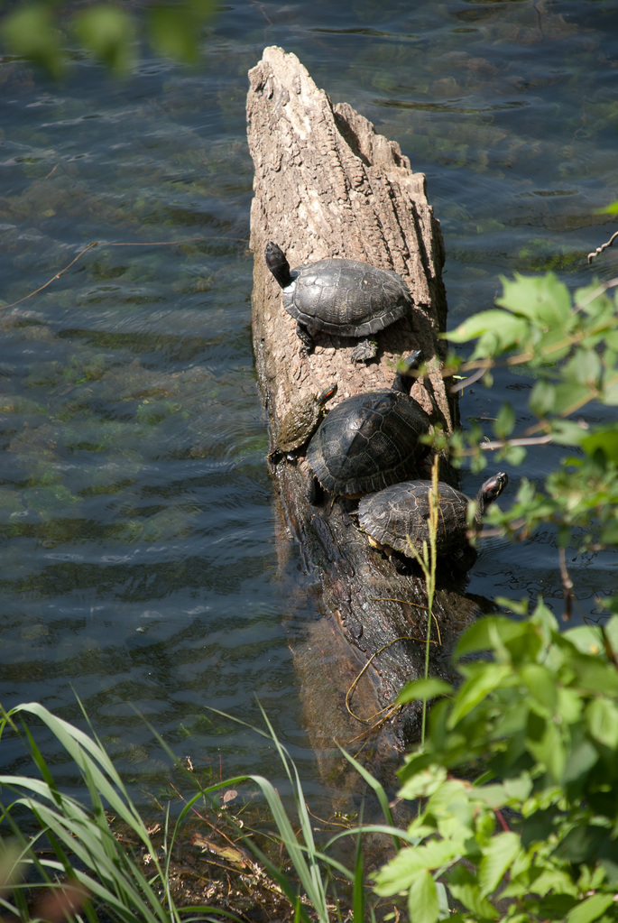 Turtles Turtles