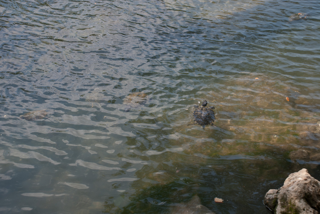 Feeding the turtles Feeding the turtles