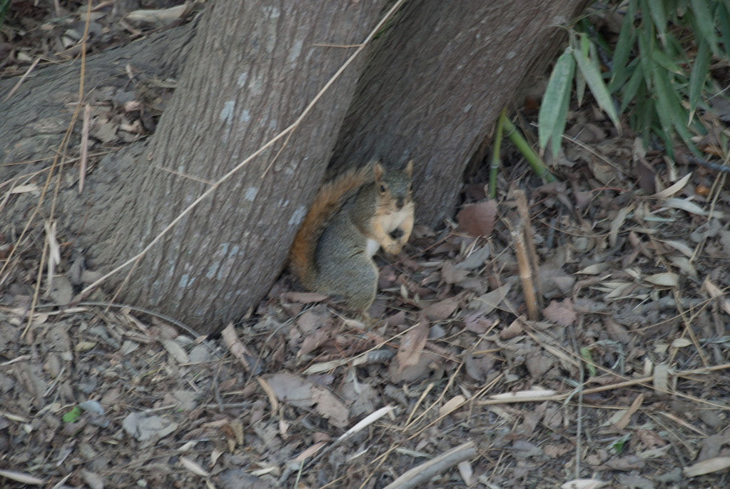 Red squirrel Red squirrel