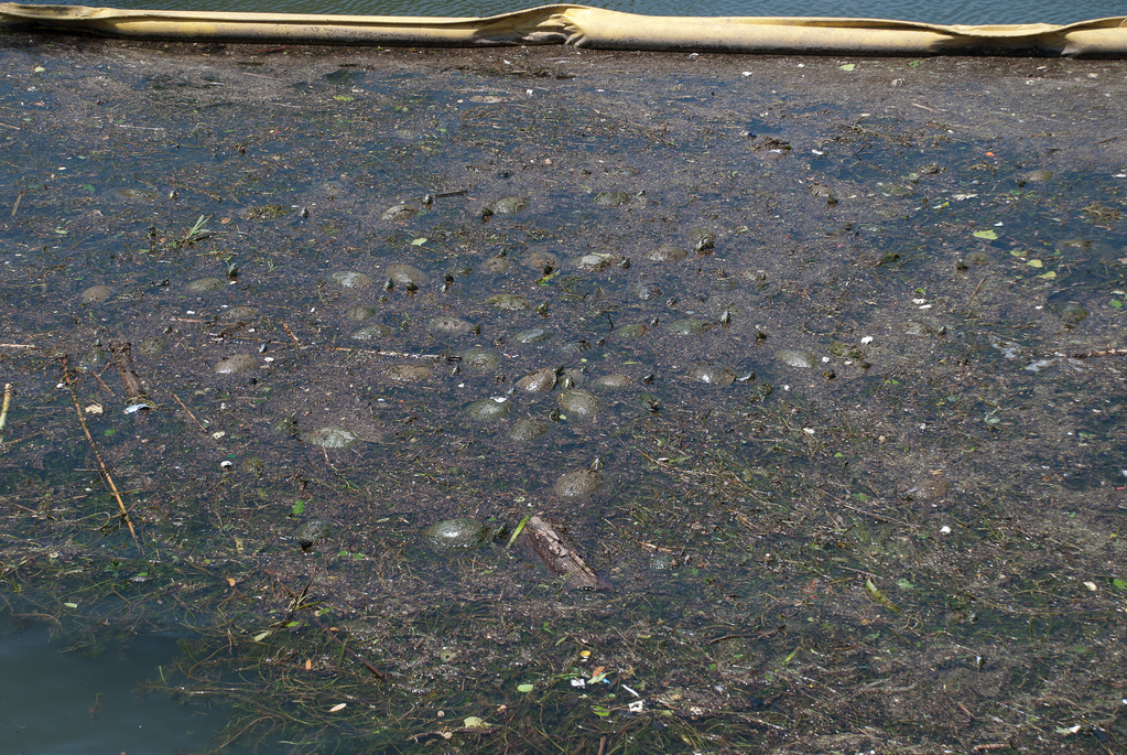 Turtles. Lots of turtles. Turtles. Lots of turtles.