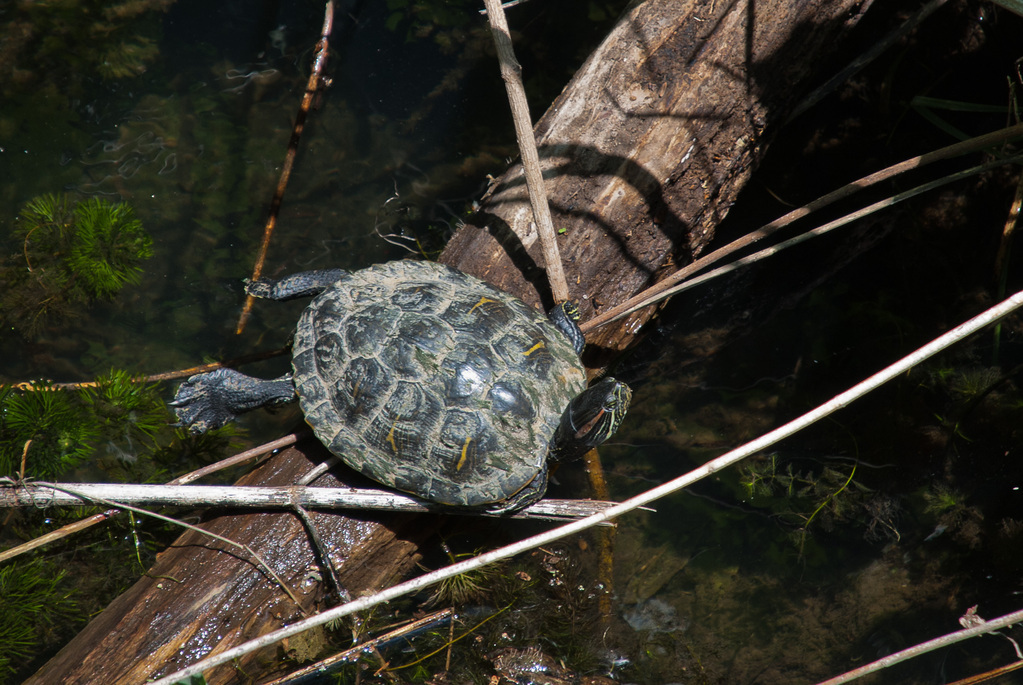 Painted turtle Painted turtle