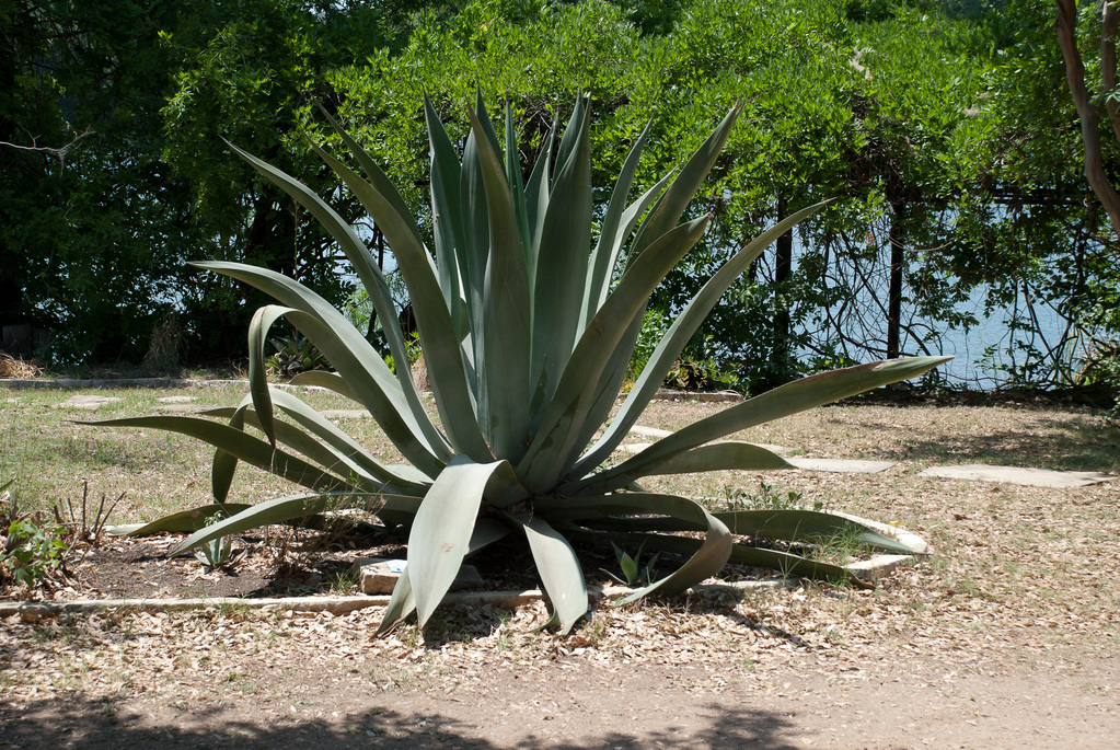 Aloe Aloe