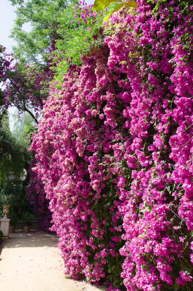 Bouganvilla at Casa de Pilatos