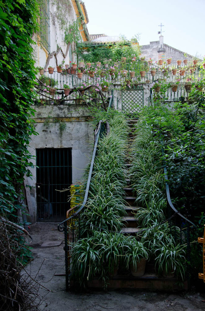 Spider plant staircase