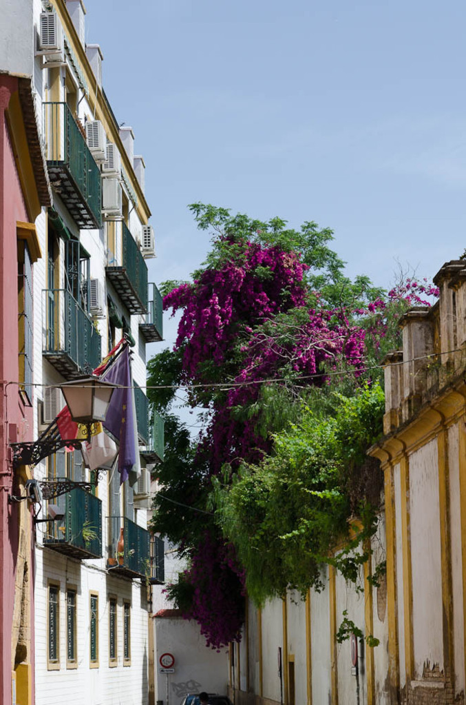 Bouganvilla at Casa de Pilatos