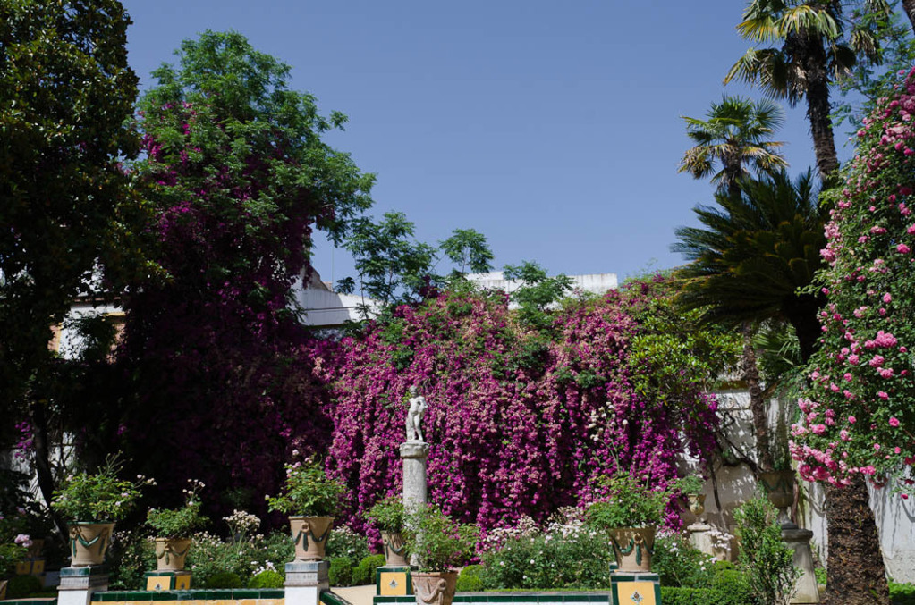 Bouganvilla at Casa de Pilatos