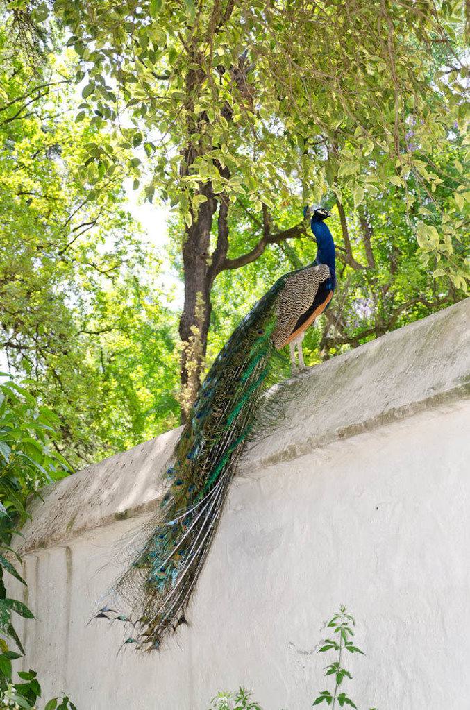 Peacock's in the Alcázar de Sevilla