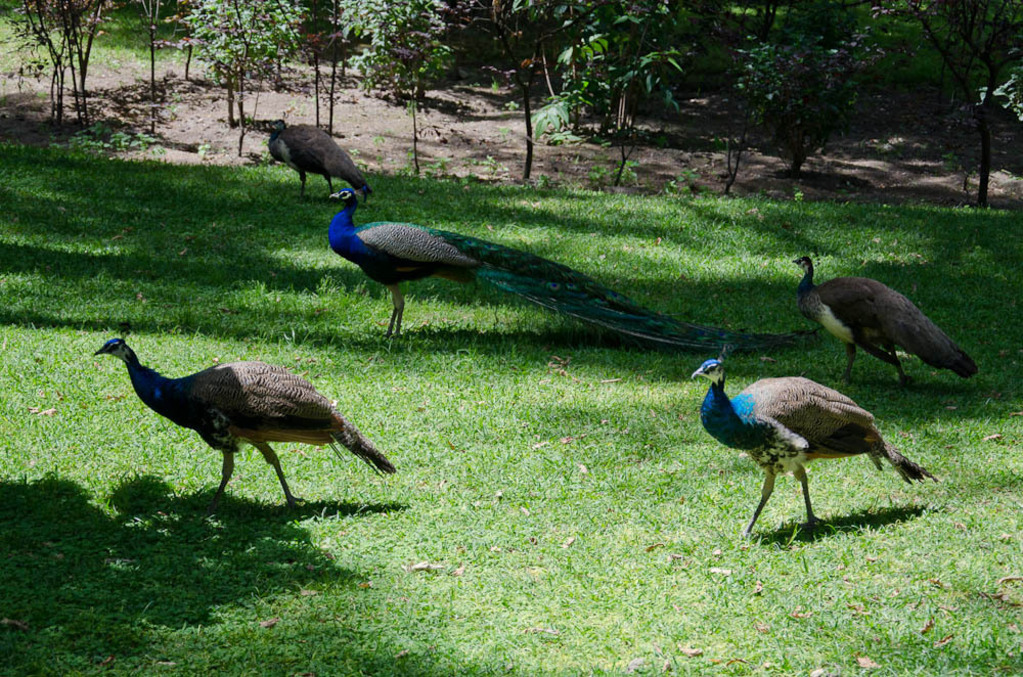 Peacock's in the Alcázar de Sevilla