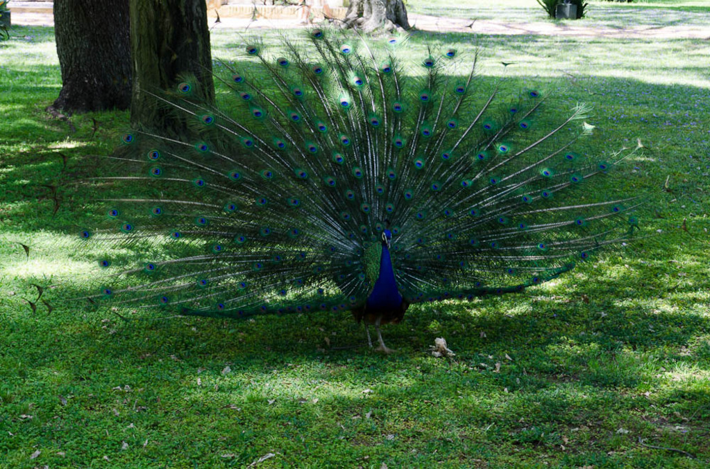 Peacock's in the Alcázar de Sevilla