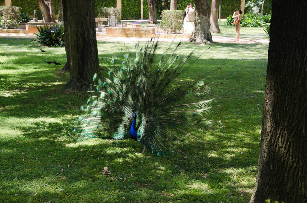Peacock's in the Alcázar de Sevilla