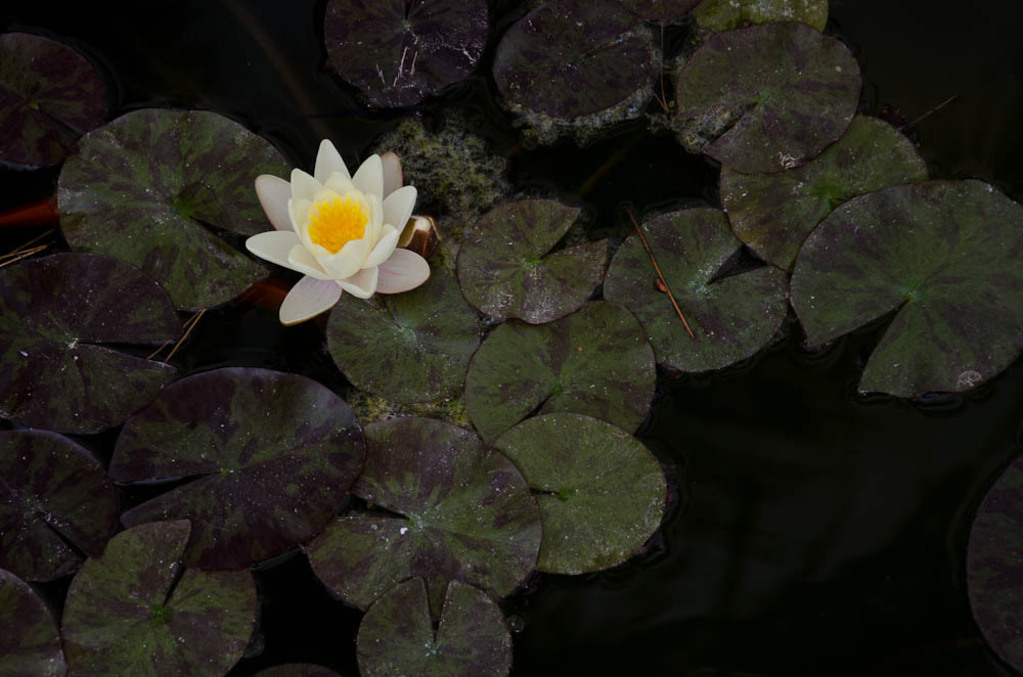 Water lily