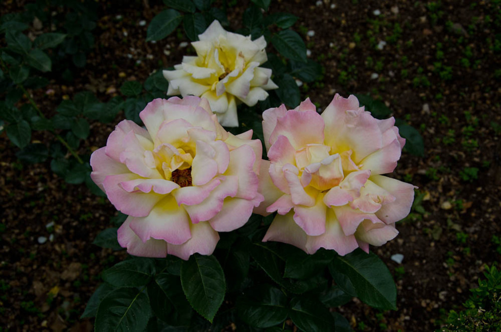 Roses