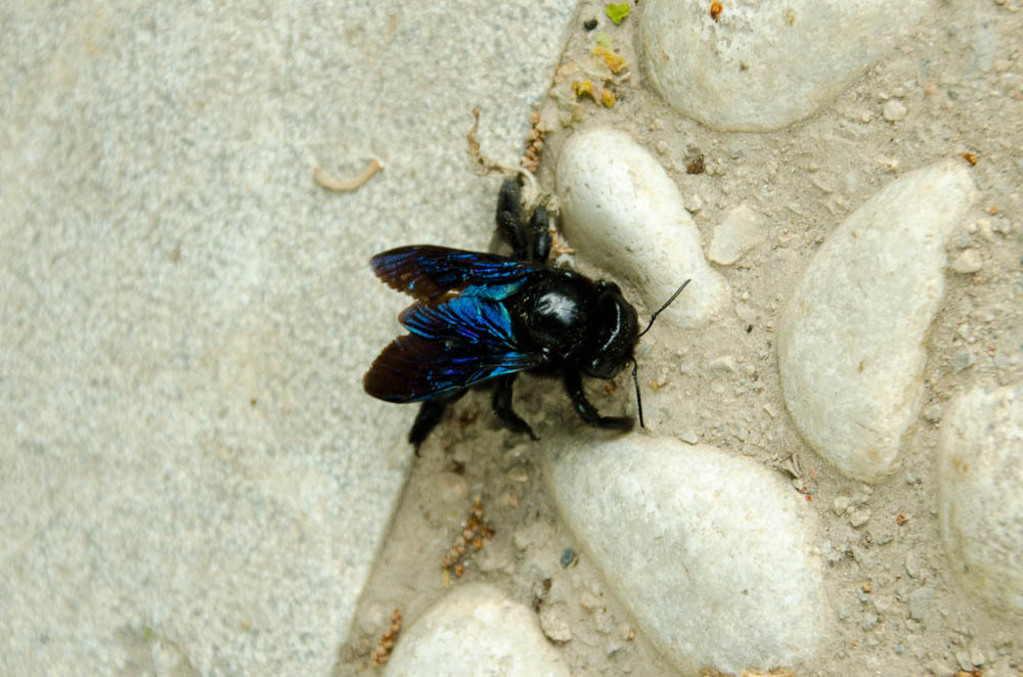 Ginormous fly!