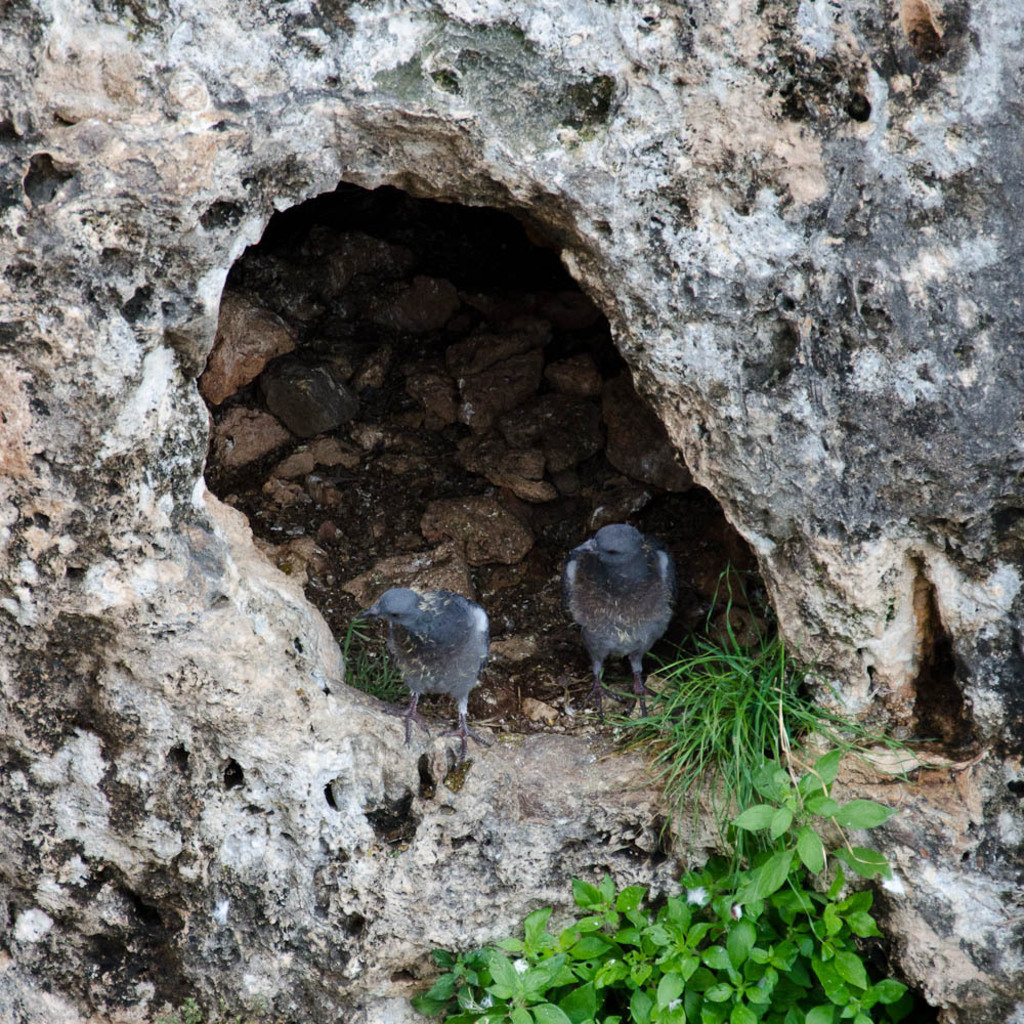 Pigeons