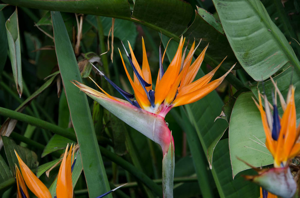 Bird of paradise