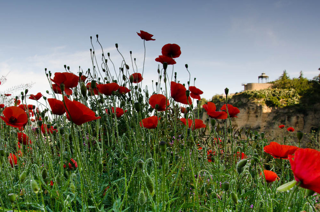 Poppies Poppies