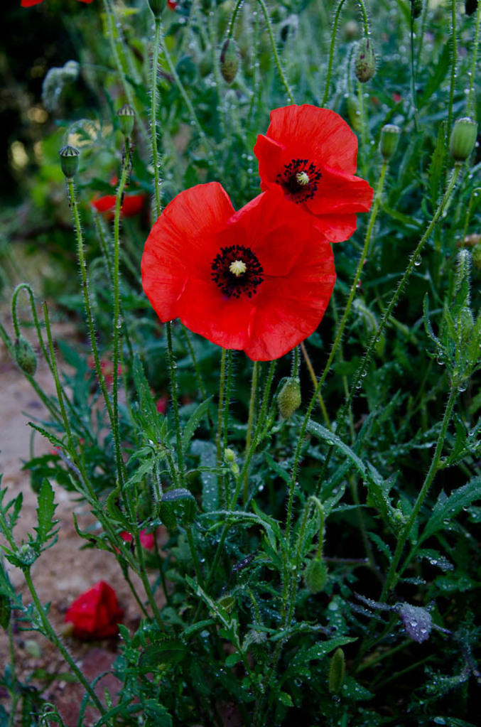 Poppies Poppies