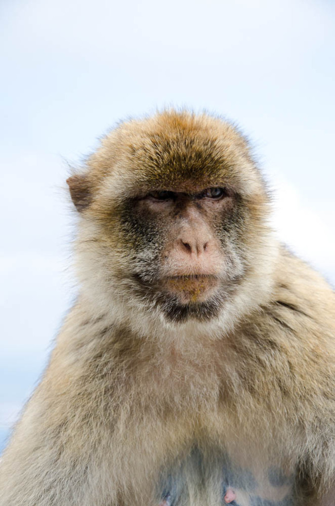 The monkeys of Gibraltar