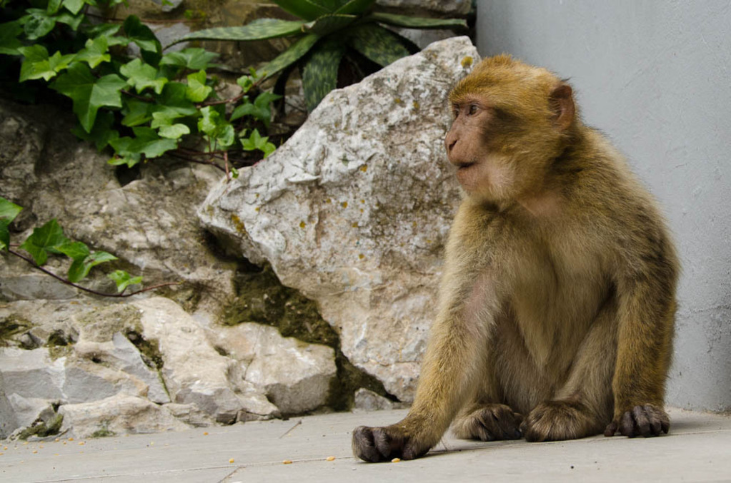 The monkeys of Gibraltar