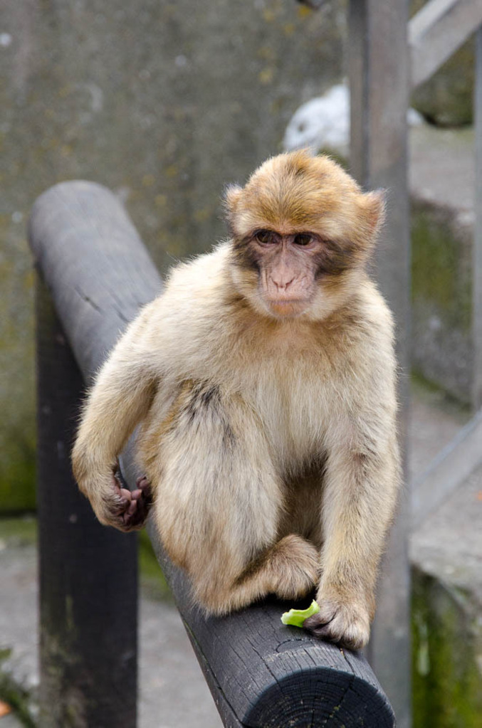 The monkeys of Gibraltar