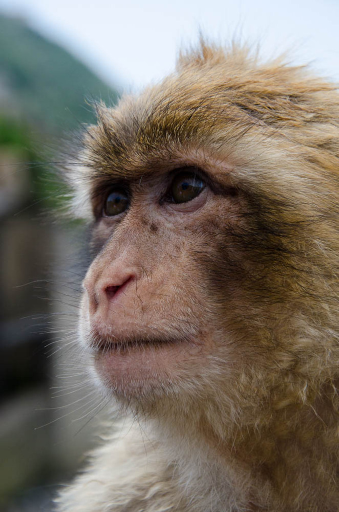 The monkeys of Gibraltar