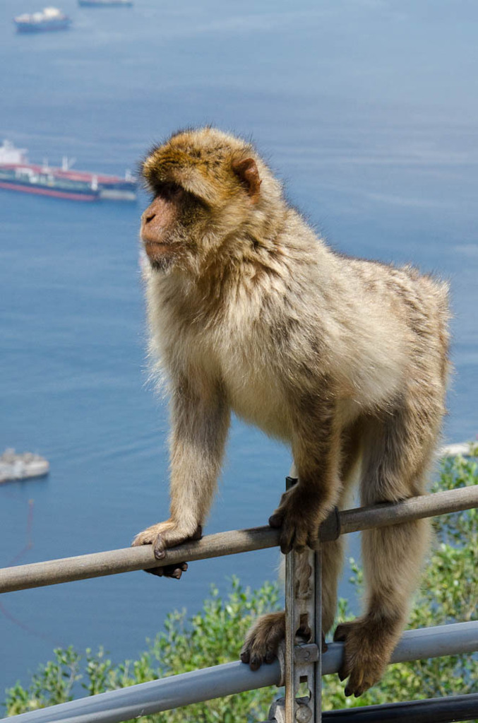 The monkeys of Gibraltar