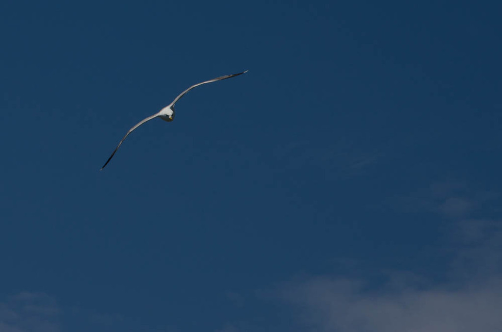 Seagulls