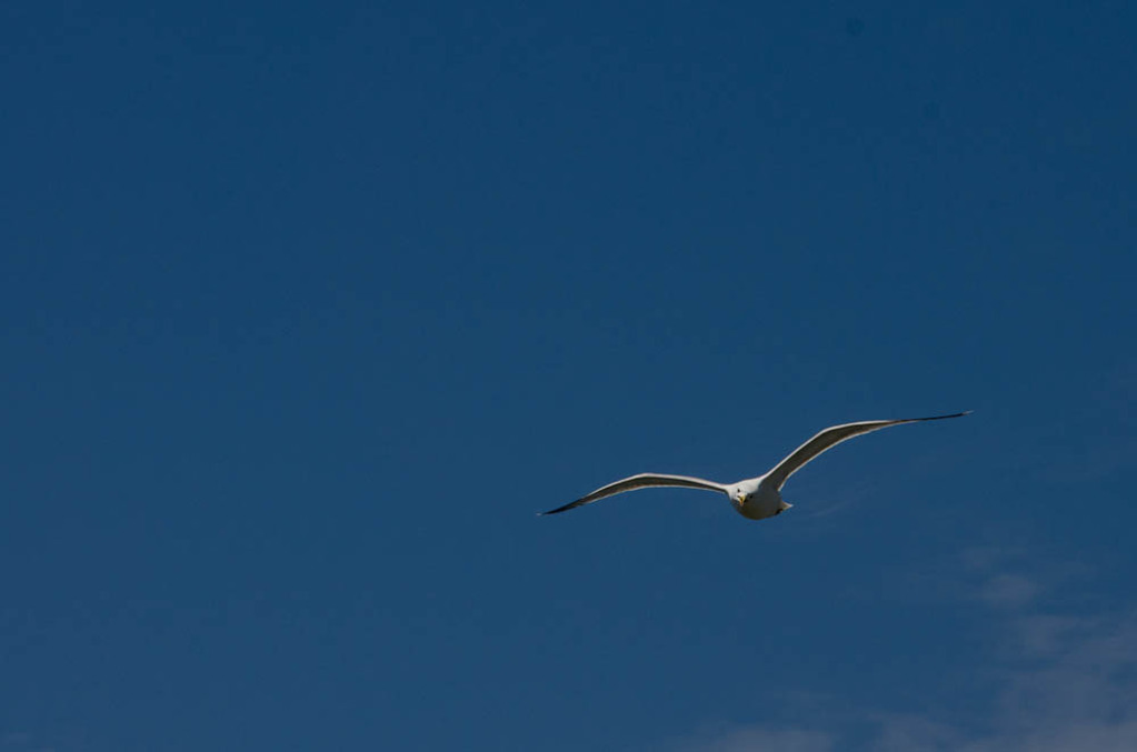 Seagulls