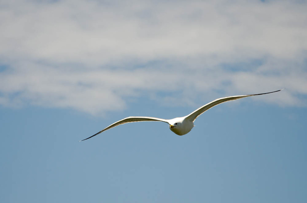 Seagulls