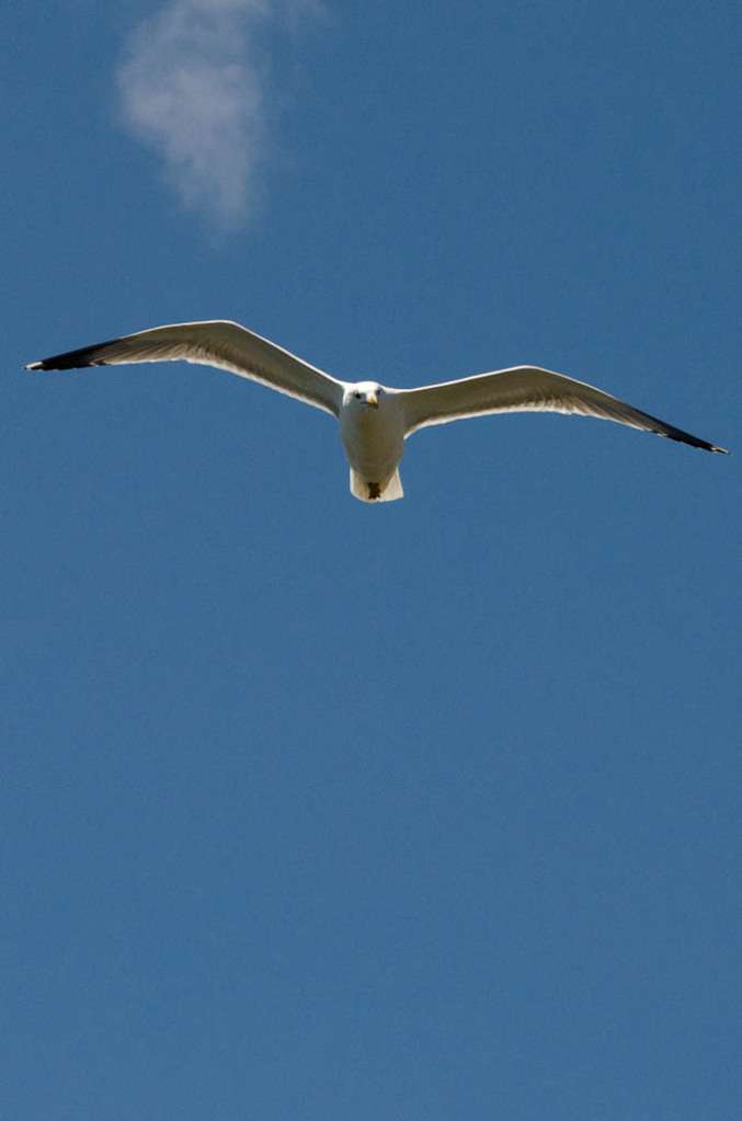 Seagulls