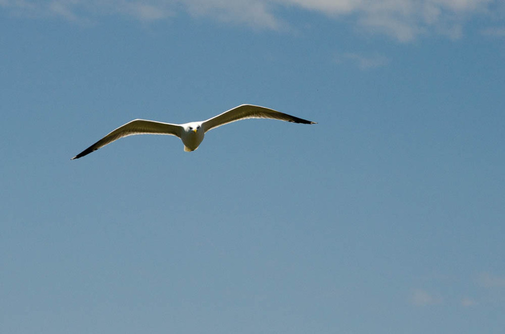 Seagulls