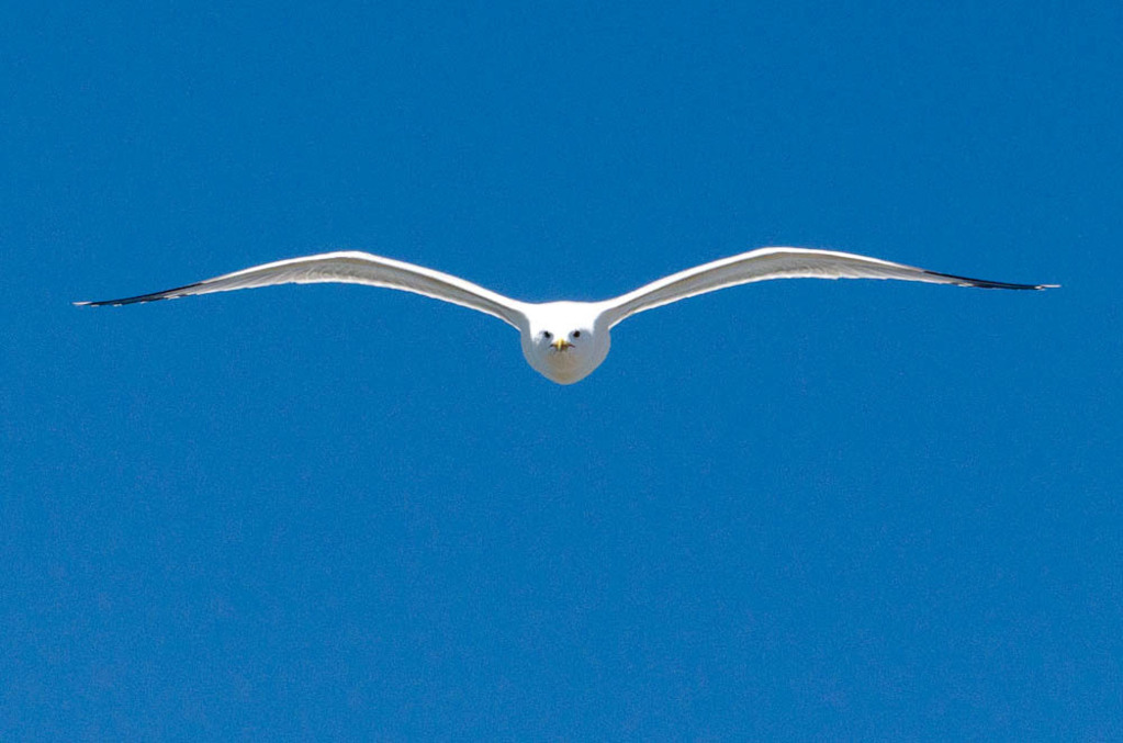 Seagulls