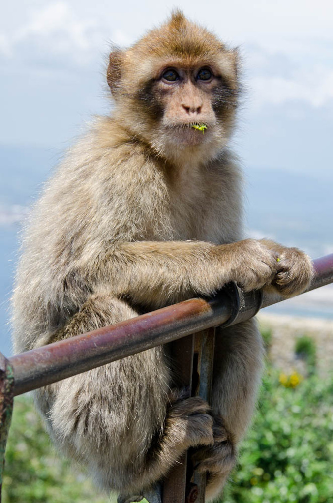 The monkeys of Gibraltar