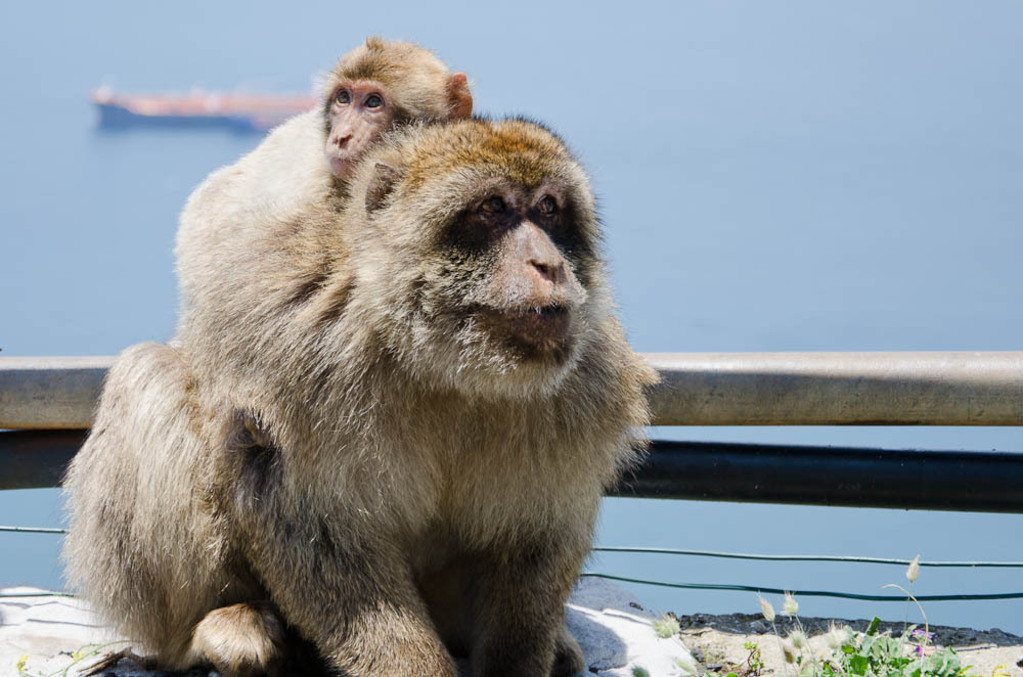 The monkeys of Gibraltar