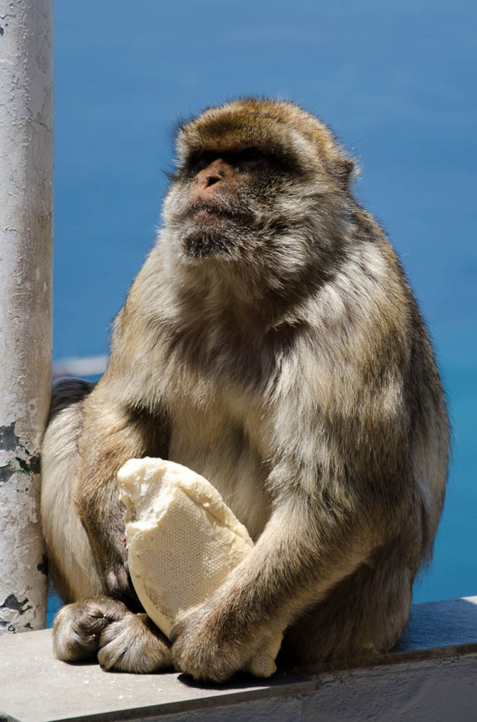 The monkeys of Gibraltar