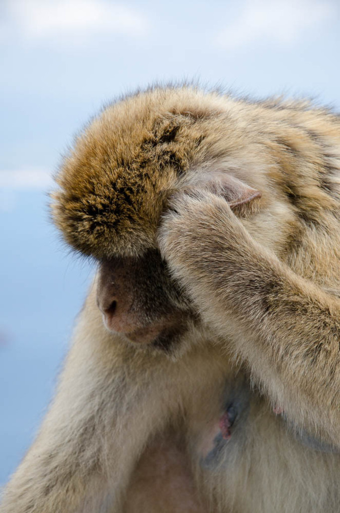The monkeys of Gibraltar