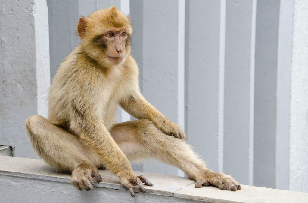 The monkeys of Gibraltar