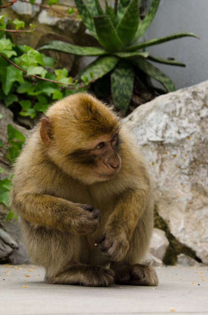 The monkeys of Gibraltar