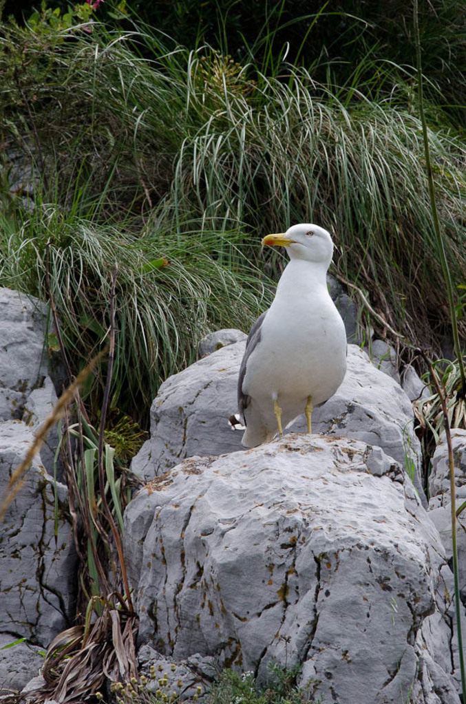 Seagull