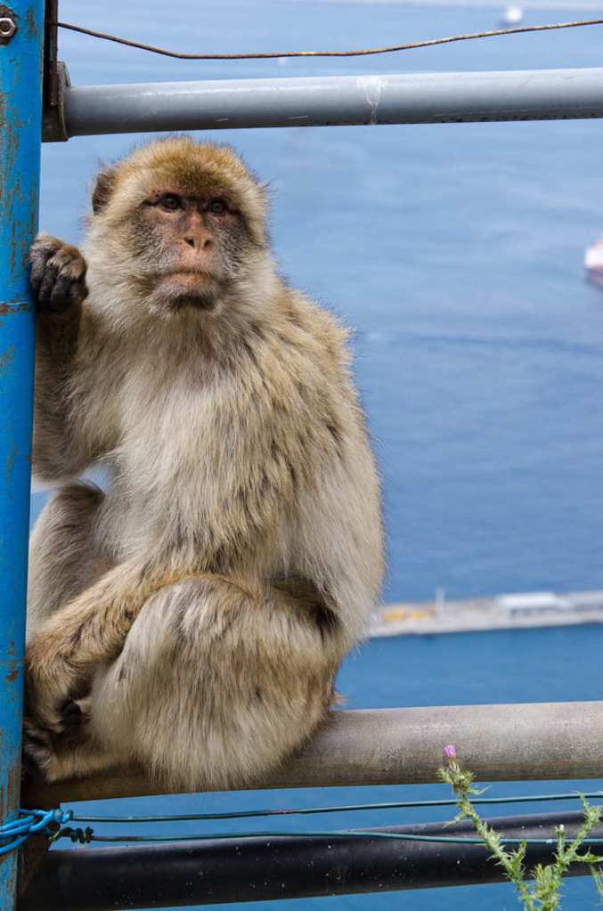 The monkeys of Gibraltar