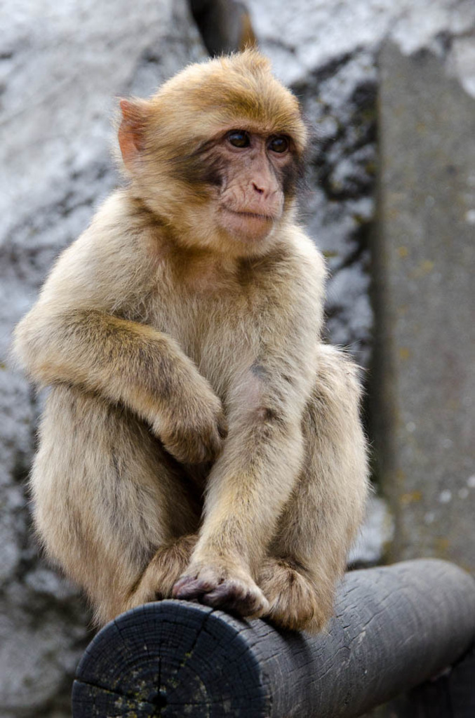 The monkeys of Gibraltar