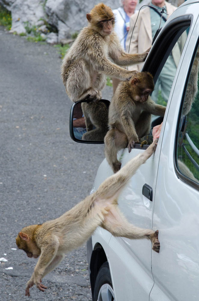 The monkeys of Gibraltar